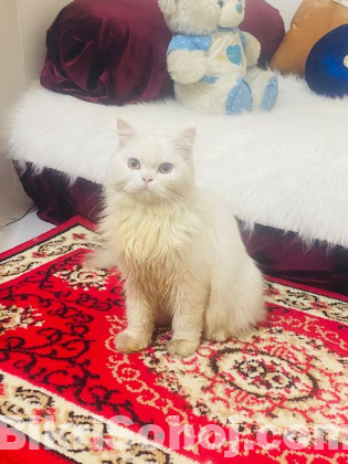 Persian Cat for Sale